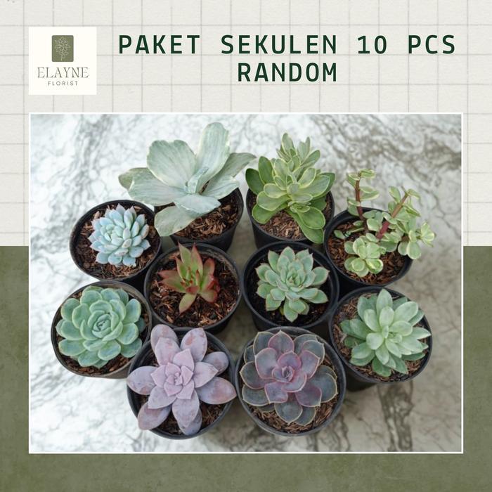Paket Sekulen 10 Pcs Random / Sekulen Murah / Sekulen Lembang