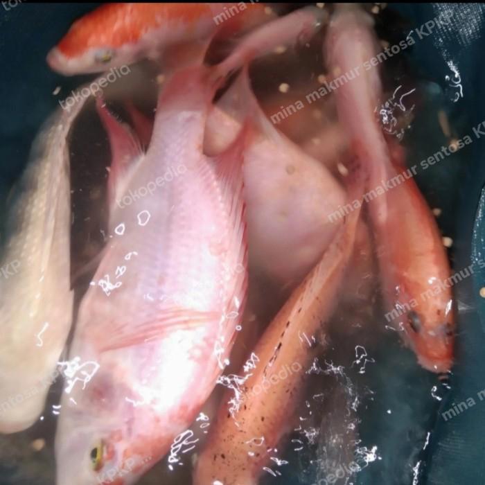 Mina Makmur Sentosa Paket Indukan Ikan Nila Merah Siap Pijah Ukuran 4-5 Jari Isi 4 Ekor Kualitas