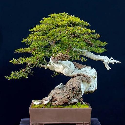Benih Biji Bucida Spinosa Black Olive untuk Bonsai