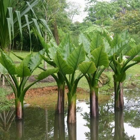 Tanaman Hias Pisang Amazon Typhonodorum Lindleyanum Tinggi 1 Meter Cocok Dataran Rendah Tinggi