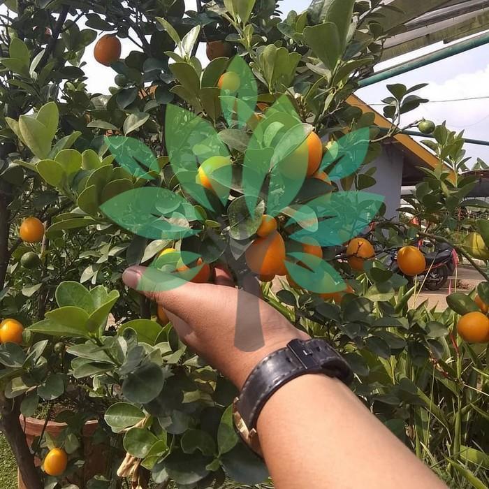 OBRAL bibit tanaman buah jeruk nagami/kumquat-bibit jeruk mini nagami super ATZX super