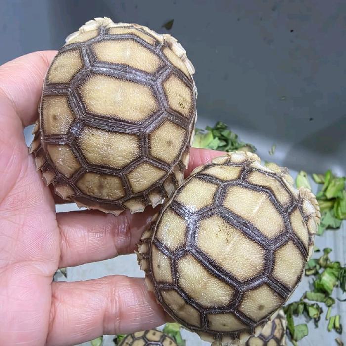 Sulkata baby 5-6cm , sulcata ternakan lokal sehat rakus