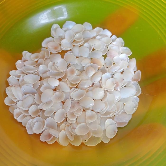 TERMURAH KERANG HIAS PRAKARYA - KERANG BUAT PRAKARYA (PER BUNGKUS 200 PCS) PROMO