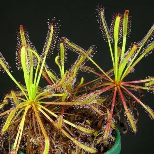 Biji Benih Tanaman Hias Karnivora Drosera Capensis Broadleaf, Isi 10-15 Biji, Mudah Tumbuh