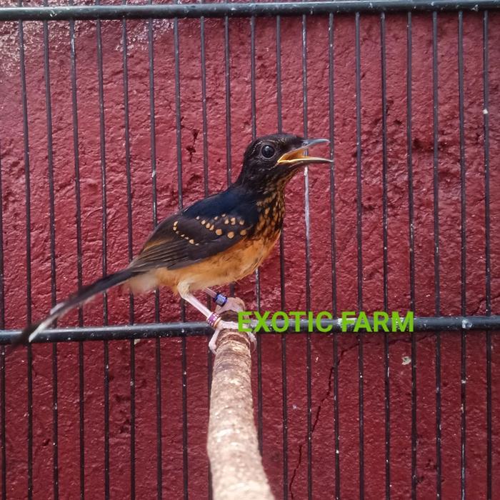 ASLI murai batu trotol ring apbn READY STOCK