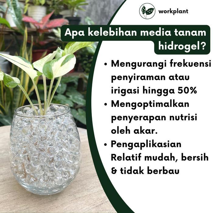 Media Tanam Transparan Media Tanam Hidroponik Tanaman Hias