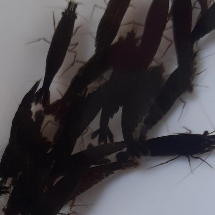 Udang Hias Air Tawar Blek Choco Isi 100 Ekor dengan Garansi Hidup