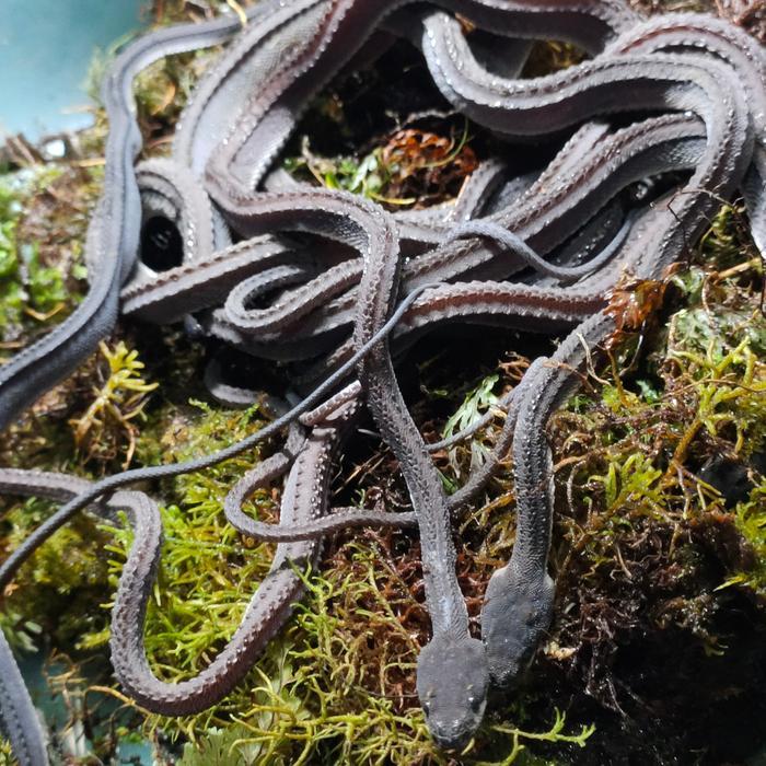 dragon snake (xenodermus javanicus)