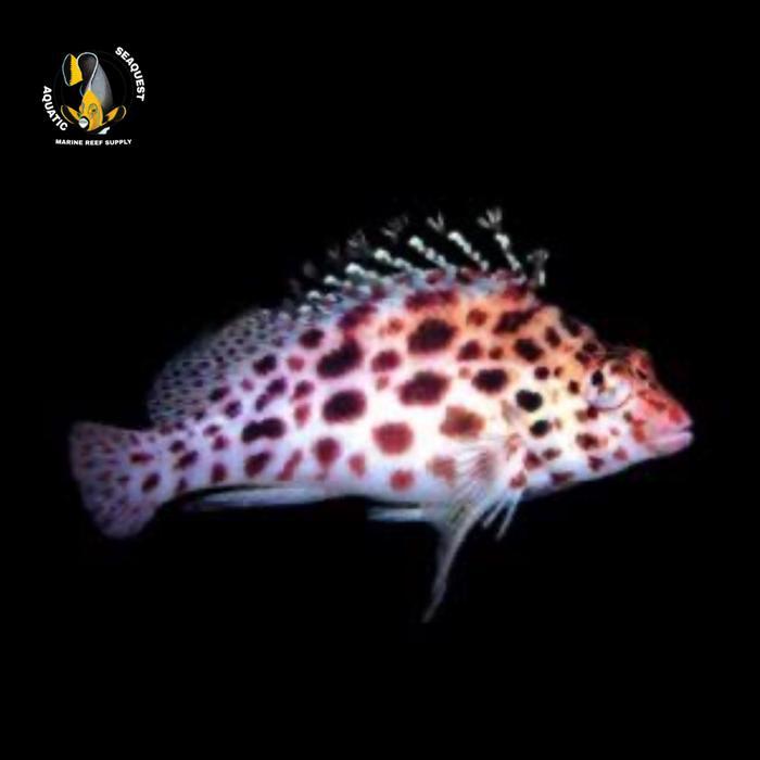 Ikan hias laut kerapu loncat / pixy hawkfish