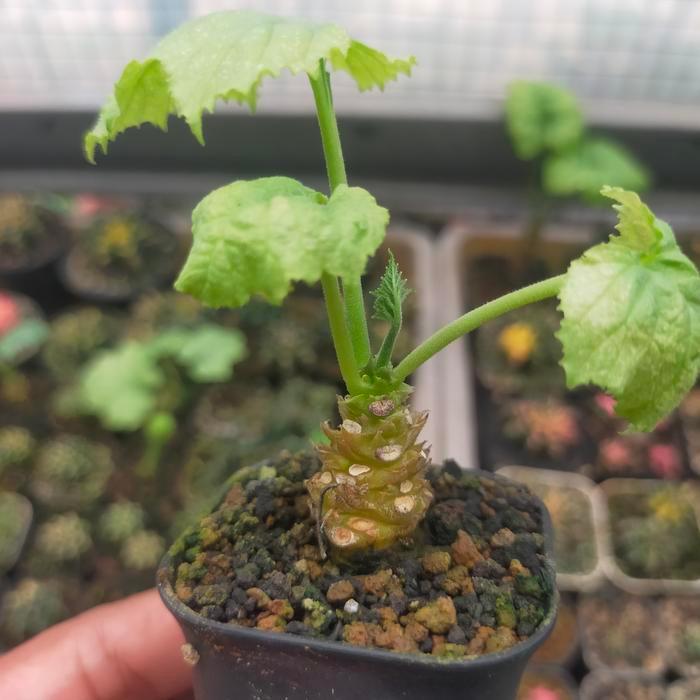 Tanaman Hias Dorstenia Contrajerva Mini Bonsai Batang Besar dalam Pot 5 cm
