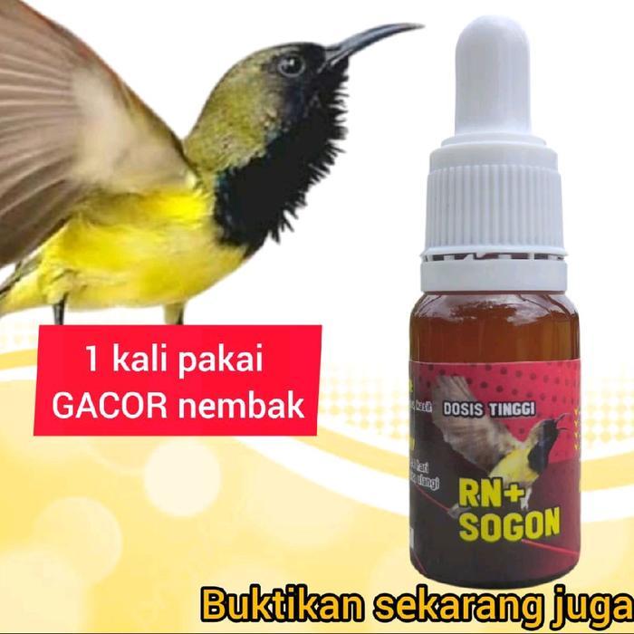penggacor sogon instan sogon bahan dan macetan jadi gacor nembak