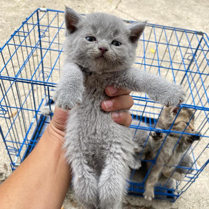 Anak kucing british abu