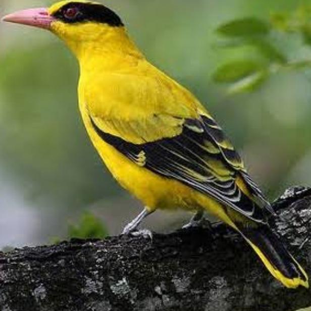 Burung Podang bahan pilihan