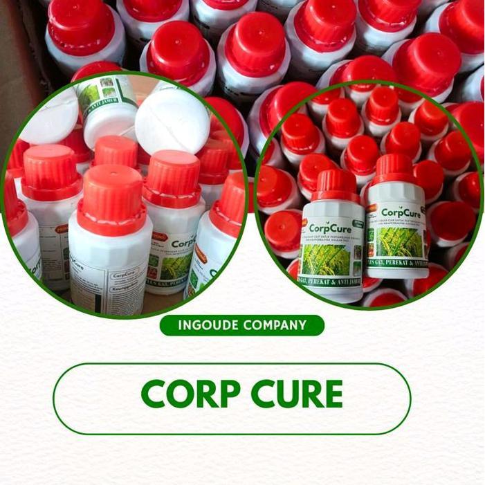 NEW CORPCURE OBAT HAMA AMPUH 100% UNTUK ATASI HAMA PADI DAN MELEBATKAN BUAH PADI MENGANDUNG ZPT