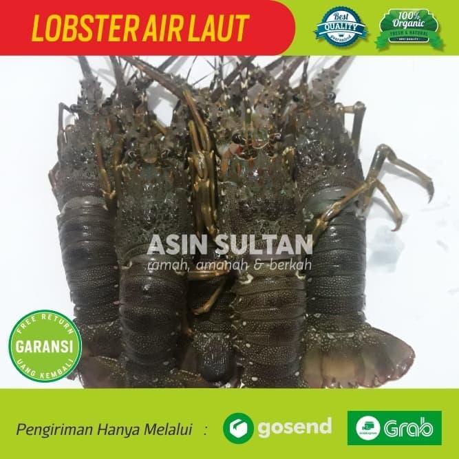 LOBSTER FRESH ISI 3-4 EKOR / LOBSTER LAUT SEGAR BESAR