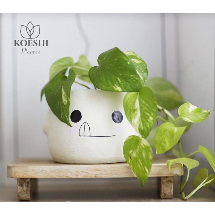 Pot Emoji Tanaman Paket Pot Emoji dan Tanaman Hias Lengkap dengan Alat Berkebun Mini Tanaman Hias