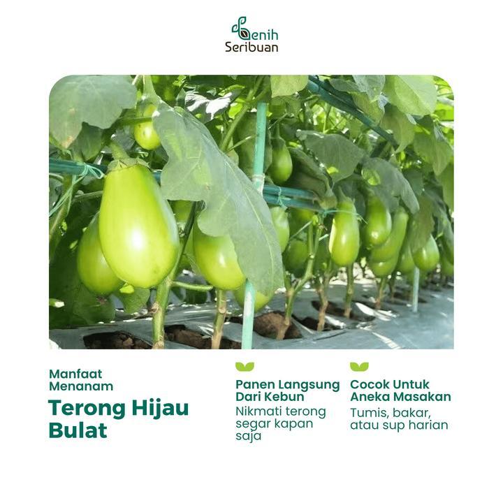 Benih Terong Hijau Bulat Bibit Sayuran Terong Pondoh Telur Ronggo