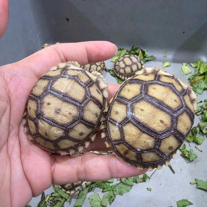 Sulkata baby 5-6cm , sulcata ternakan lokal sehat rakus