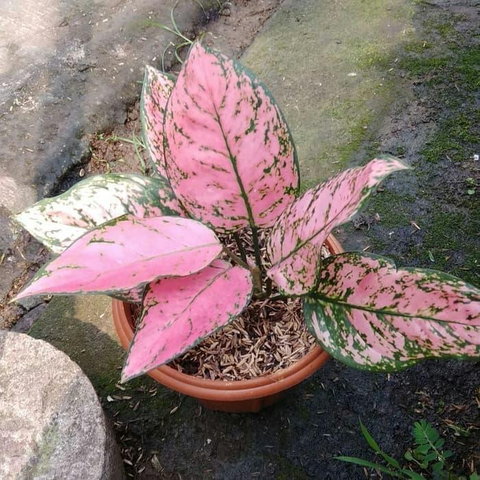 PROMO Tanaman Hias Aglonema Ruby Pink Dewasa