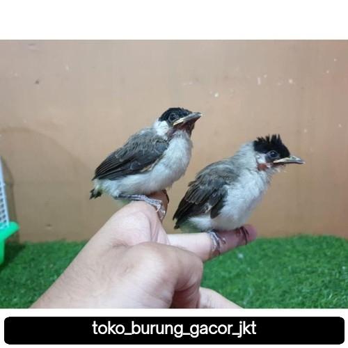 LOLOHAN BURUNG KUTILANG
