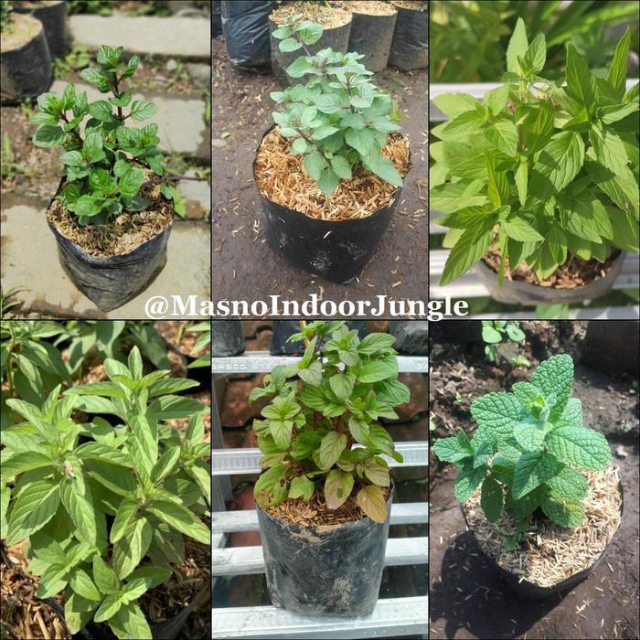 Tanaman Daun Mint Bervariasi - Tanaman Herbal Daun Mint - Daun Mint Segar