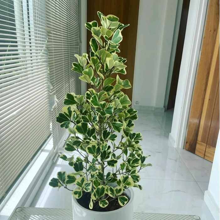 Moonieshopline Tanaman Indoor Ficus Triangularis 1 Meter - Ficus Triangularis Bringin Kupu-Kupu