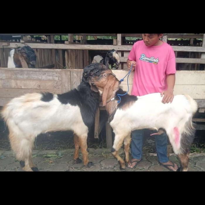 Hewan Kurban Jantan Domba/Kambing grade B