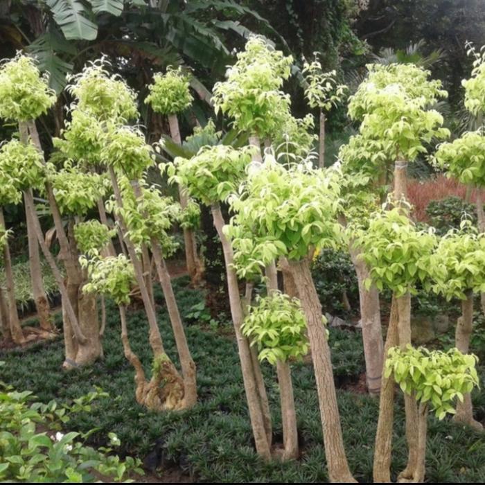 Tanaman Hias Bonsai Anting Putri 1,5 meter - bonsai anting putri