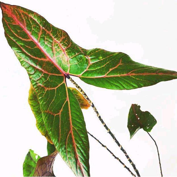 Bibit Tanaman Hias Alocasia Cyrtosperma Johnstonii Unik untuk Koleksi