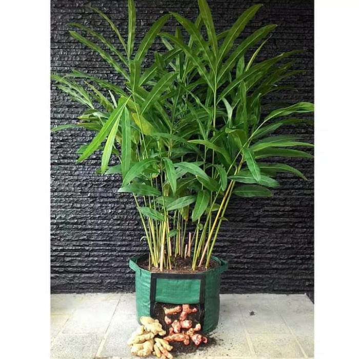 RHIZOMA PLANTER BAG HIJAU . Daily Plantz
