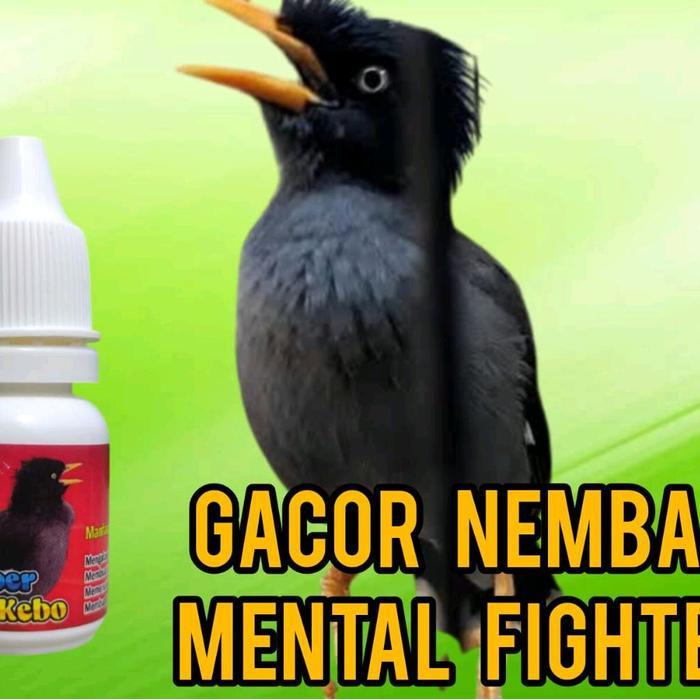 super jalak kebo  penggacor burung jalak kebo jalak Nias . untuk bahan dan macetan supaya jadi