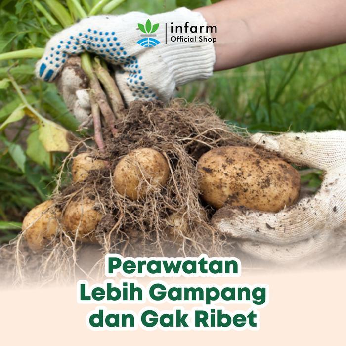 INFARM - Pupuk AB Mix Hidroponik Besar Umbi untuk 1000 Liter Pupuk Cair AB Mix Umbi Padat Premium