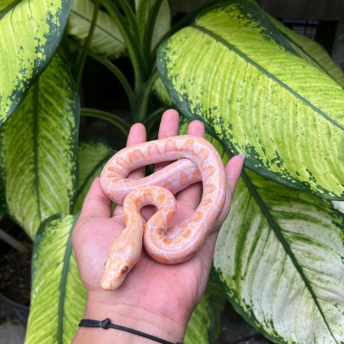 Retic Albino white phase promo