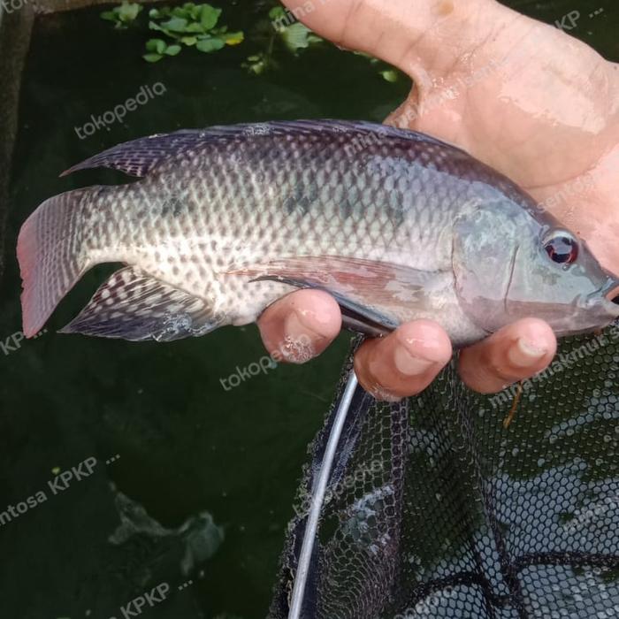 paket indukan ikan nila gesit hitam isi 4 ekor siap pijah
