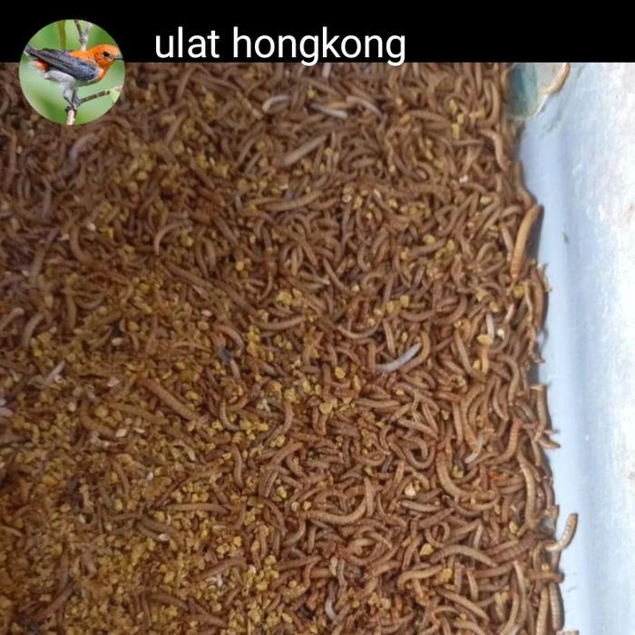 ulat Hongkong. hidup/fres