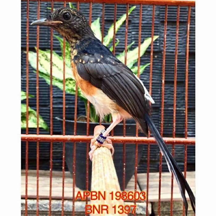 SIAPKIRIM Murai Batu Medan Trotol Jantan prospek ring Peternak READY STOCK