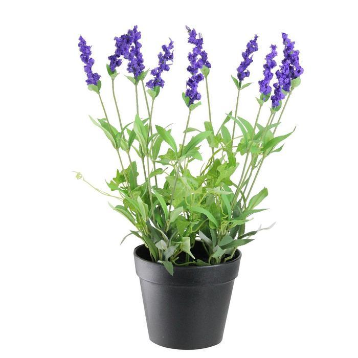 tanaman hias lavender asli lavandula
