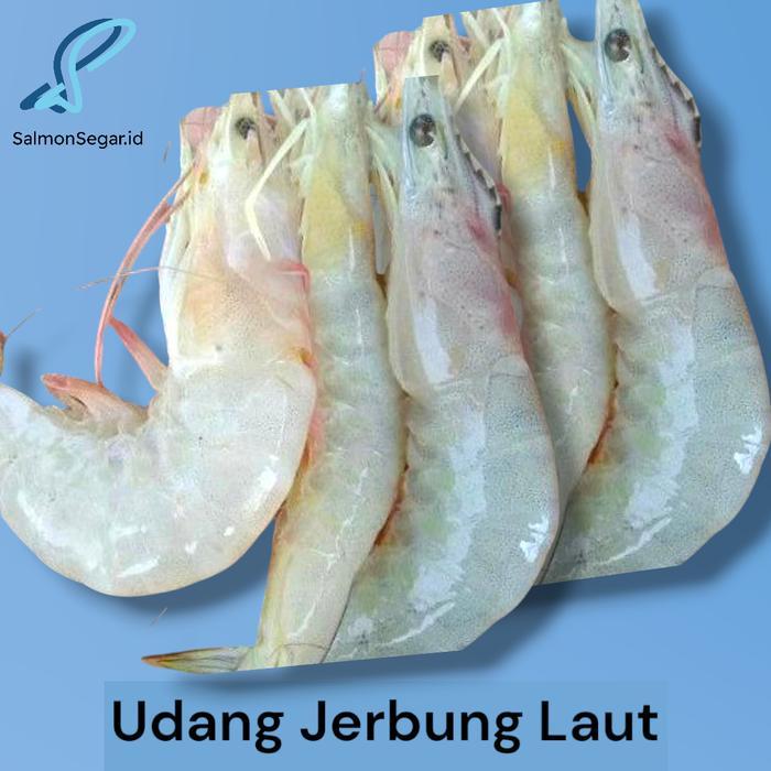 TERLARISSSS Udang Jerbung Segar - Udang Peci Laut Segar