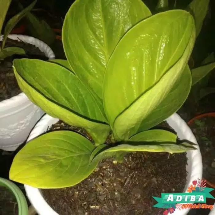 tanaman hias anthurium Anakan Jemani Mangkok Super