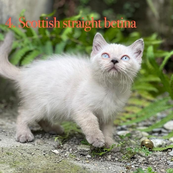 Kucing Ras Scottish Straight Betina Siap Adopsi