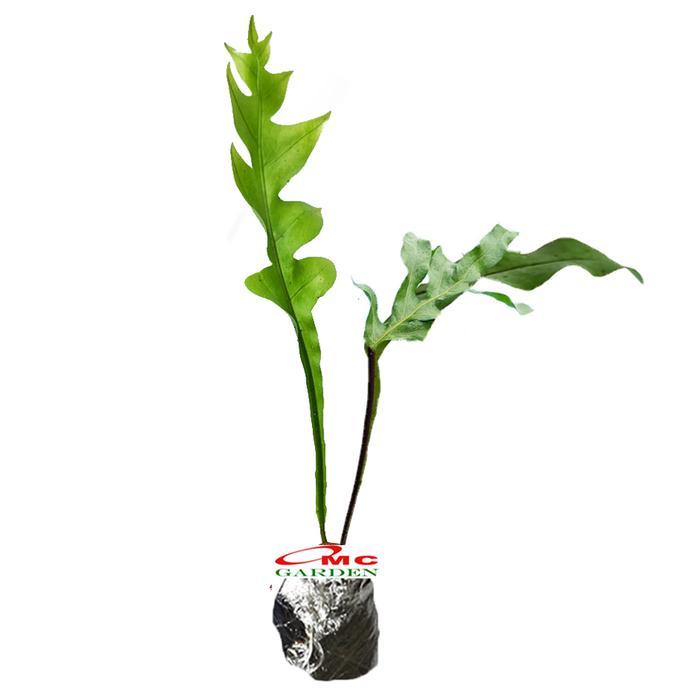 KADAKA TANDUK RUSA PAKIS PAKU BINTANG BIRU BLUE STAR FERN TANAMAN D12 TOPPSSS