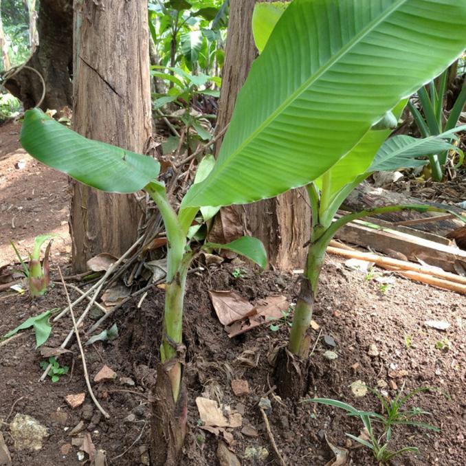 Bibit Pisang Raja Sereh//Pisang Raja Sereh ATV super