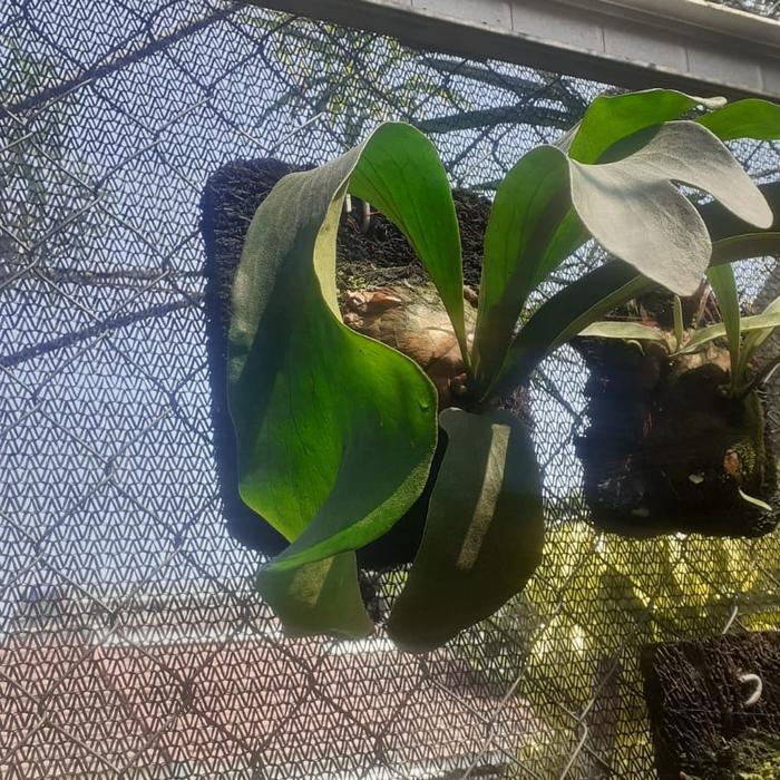 platycerium hillii panama