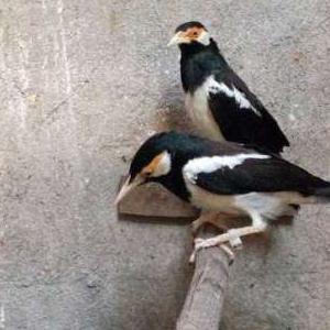 burung jalak suren sepasang jodohan mapan