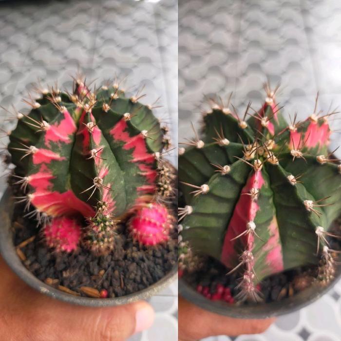 Kaktus Hias Gymnocalycium Mihanovichii Pink Diamond Hybrid, Warna Pink Menarik dalam Pot 10 cm