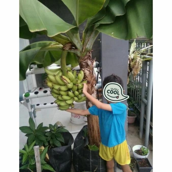 Bibit Pisang Tabulampot DRF CAVENDISH ATV super