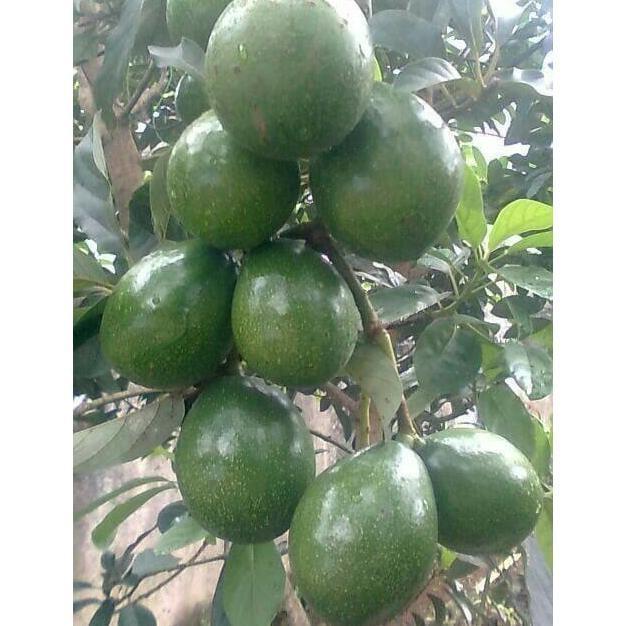 Terlaris bibit tanaman buah alpukat miki apokat miki super Termurah