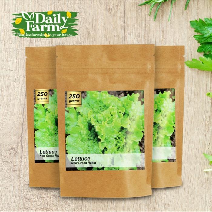 Benih Lettuce New Grand Rapid - Bulk Size . Daily Plantz