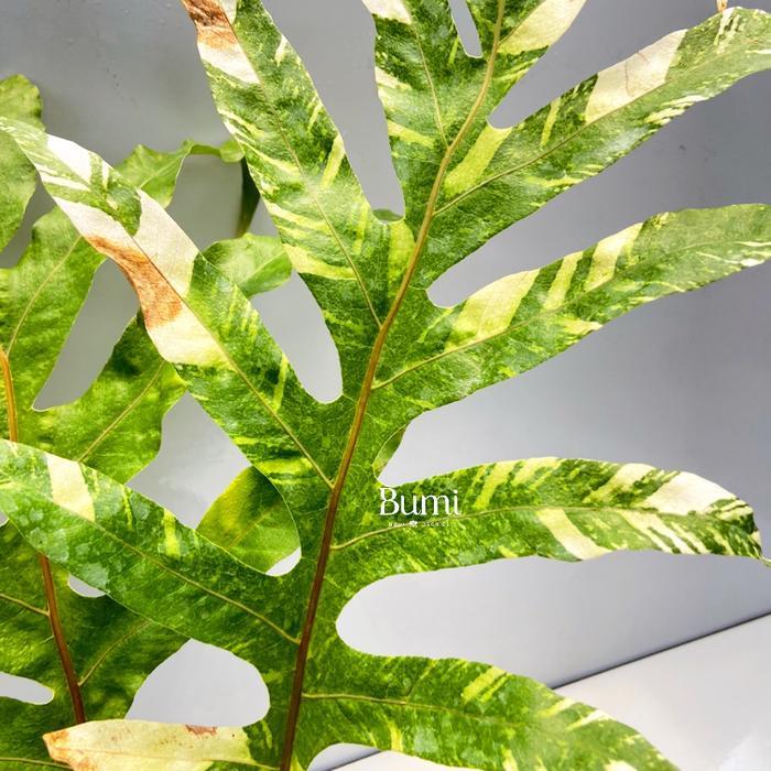 Drynaria quercifolia 'variegata' - Bumi Fern Pakis Suplir Platycerium
