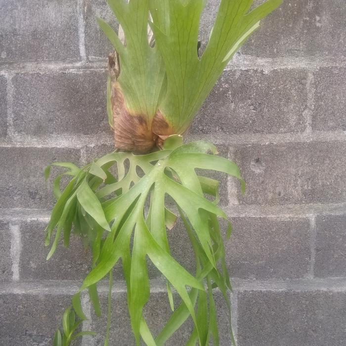 Platycerium Coronarium